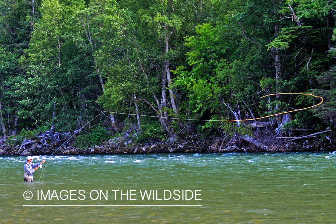 Steelhead flyfisherman casting on river in Canada. 