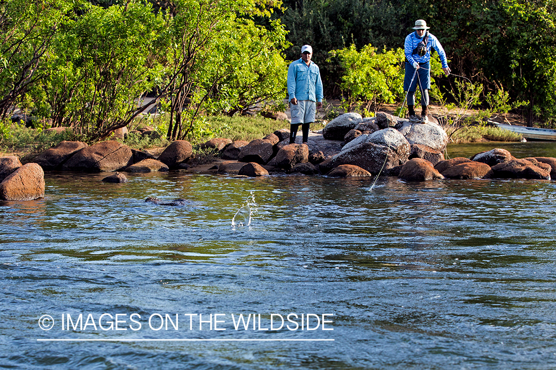 Flyfisherman fighting with fish in Kendjam region, Brazil.