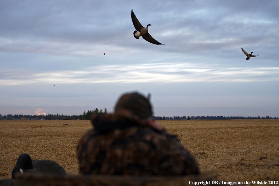 Hunter shooting canada geese