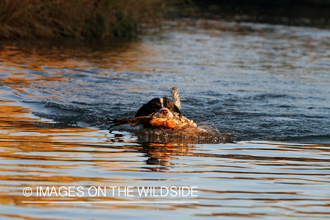 Springer spaniel retrieving bagged pheasant.