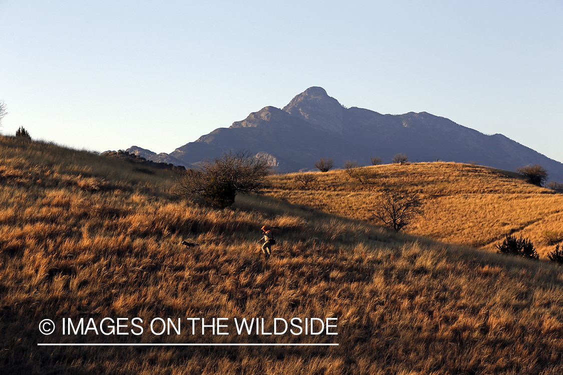 Mearns quail hunting with Brittany Spaniels.