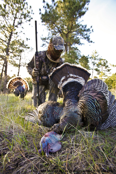 Hunter with bagged (Merriam's) turkey - decoy in bakcground