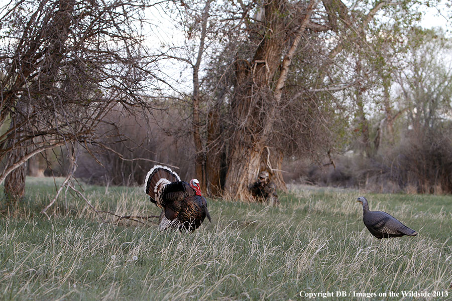 Turkey hunter shooting at gobbler with hen decoy.