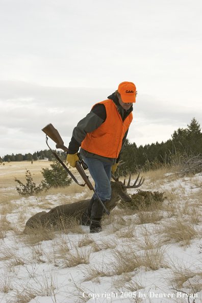 Deer hunter dragging bagged white-tailed buck.