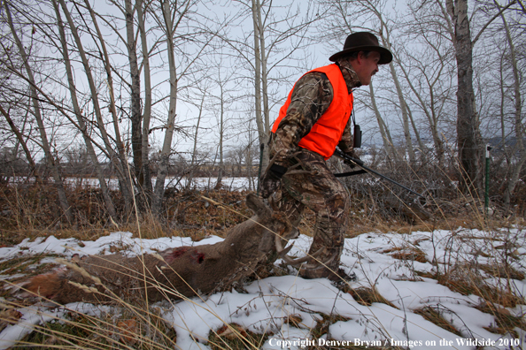 Hunter dragging downed buck. 