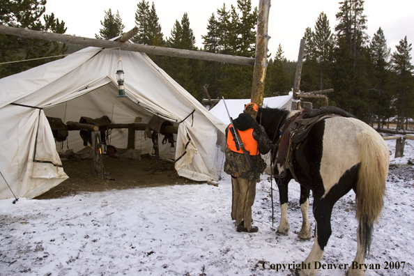 Elk hunter getting horse ready to ride out