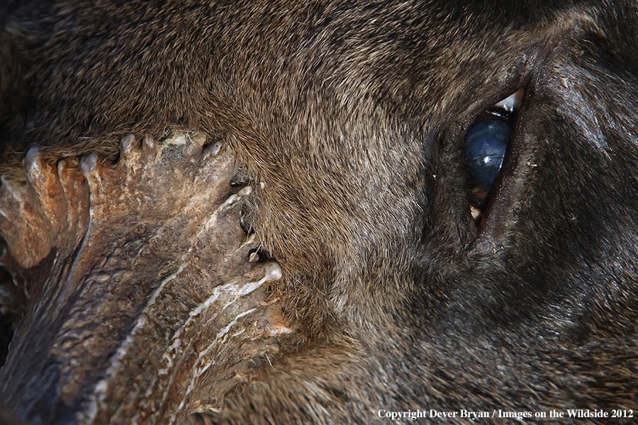 Close-up of downed bull moose.