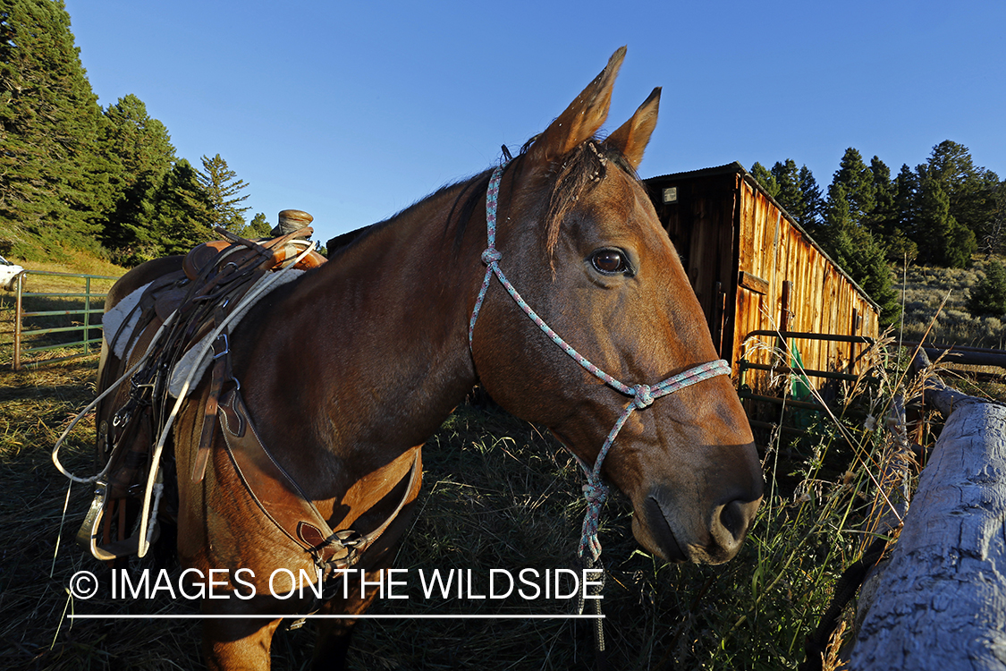 Trail horses at elk hunting campsite.