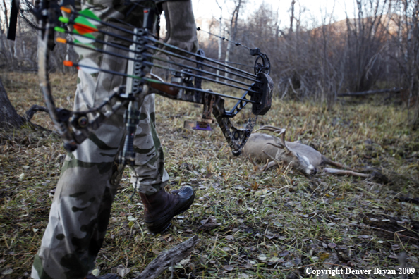 Bowhunter approaching whitetail buck.