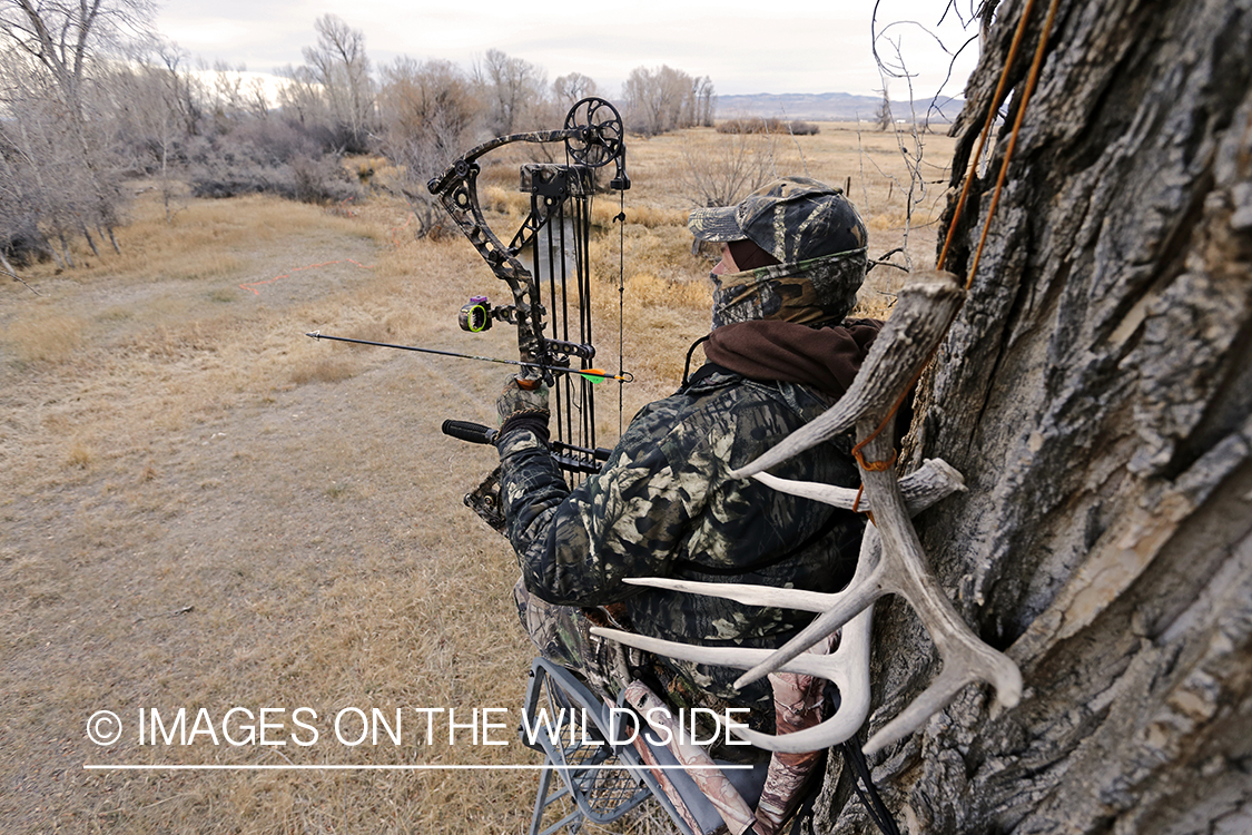 Bowhunter scouting for big game from tree stand. 