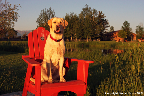 Yellow Labrador Retriever in chair