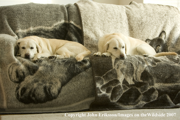 Yellow Labrador Retrievers