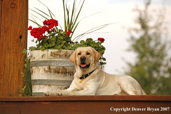 Yellow Labrador Retriever
