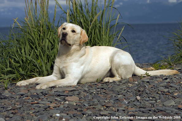 Yellow Labrador Retriever