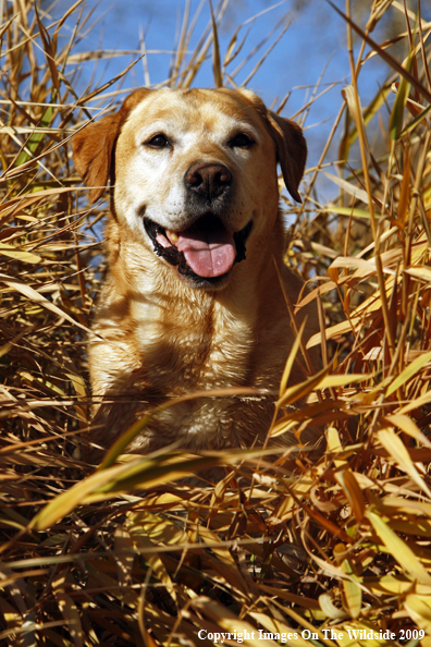 Yellow Labrador Retriever