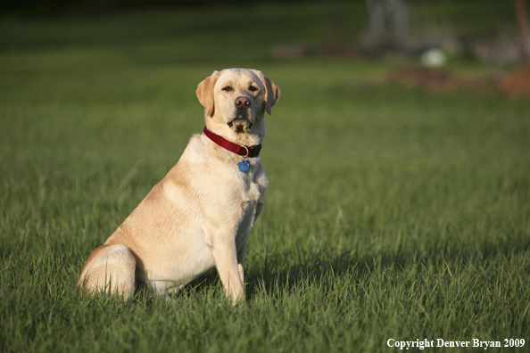 Yellow Labrador Retriever in yard