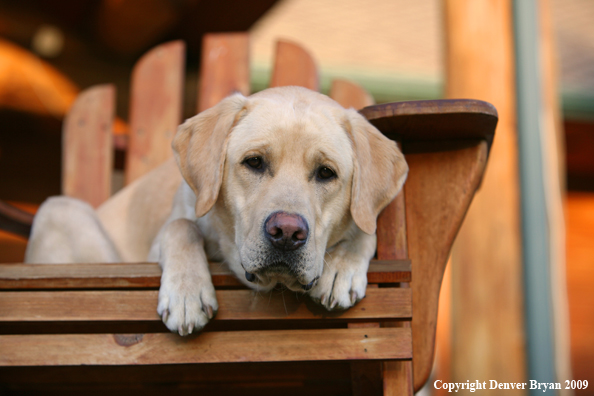 Yellow Labrador Retriever in chair