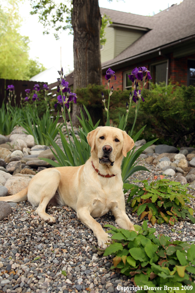 Yellow Labrador Retriever by flowers