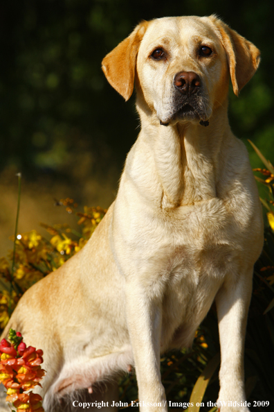 Yellow Labrador Retriever in field