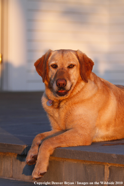 Yellow Labrador Retriever