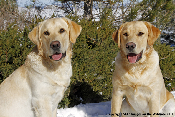 Yellow Labrador Retrievers 