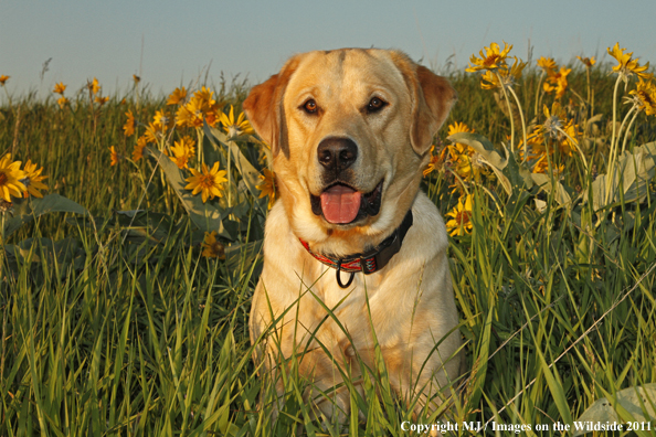 Yellow Labrador Retriever.