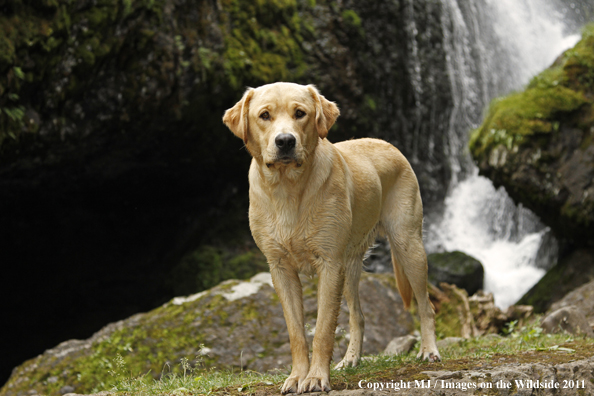 Yellow Labrador Retriever.
