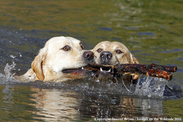 Yellow Labs retrieving stick in water. 