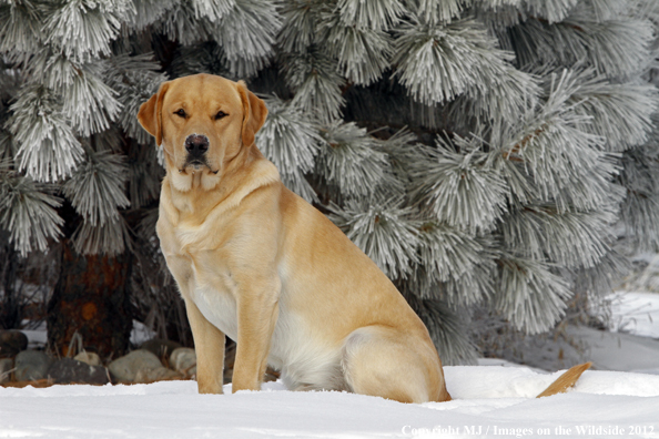 Yellow Labrador Retriever in winter. 