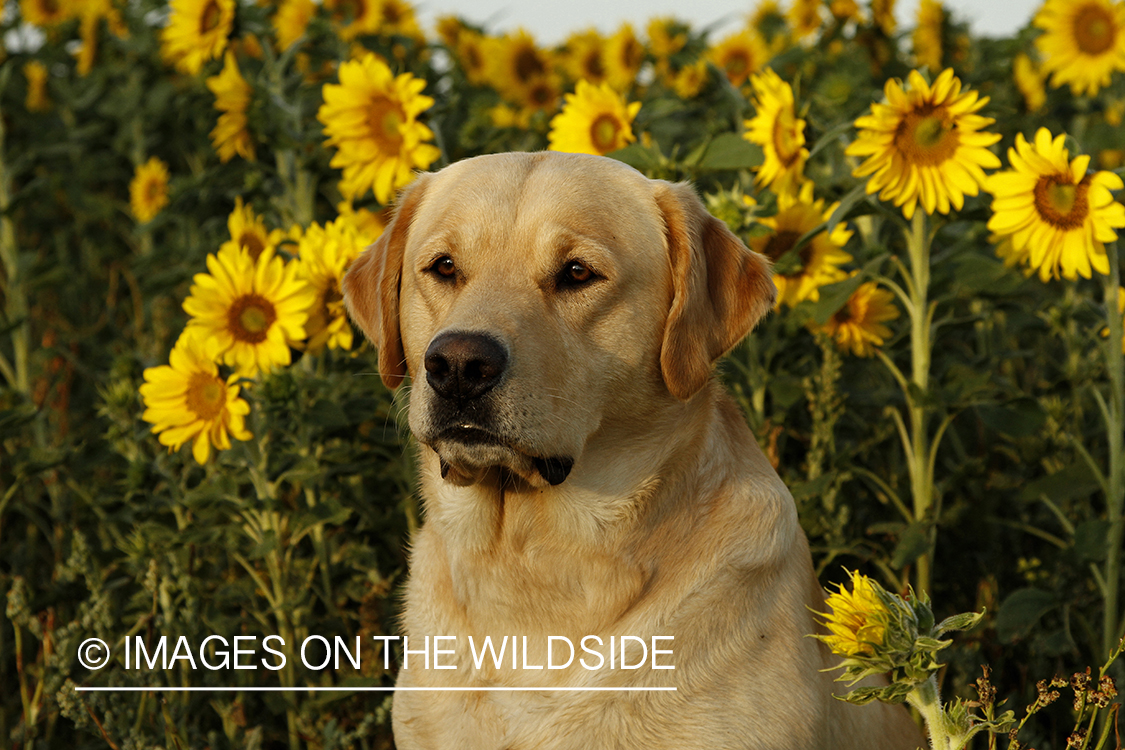 Yellow Labrador Retriever in sunflower field.