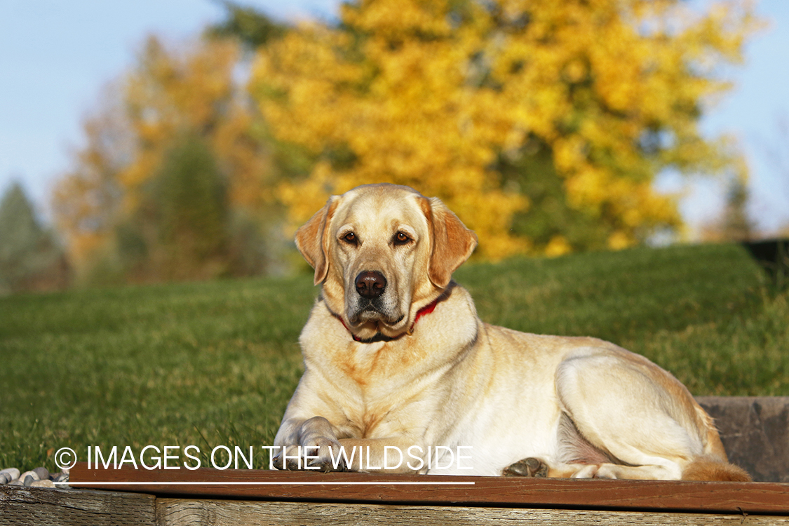 Yellow Labrador Retriever sitting on deck.