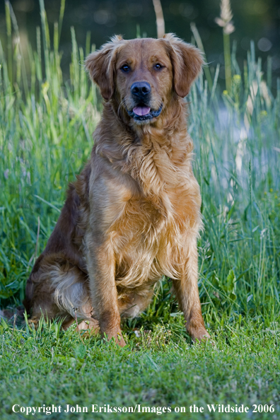 Golden Retriever