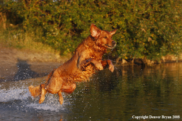 Golden Retriever leaping into the water