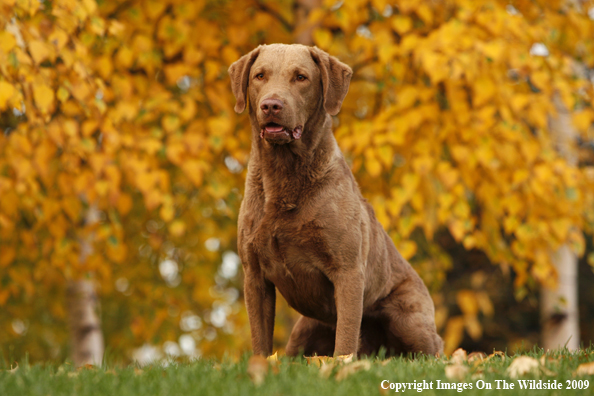 Chesapeake Bay Retriever