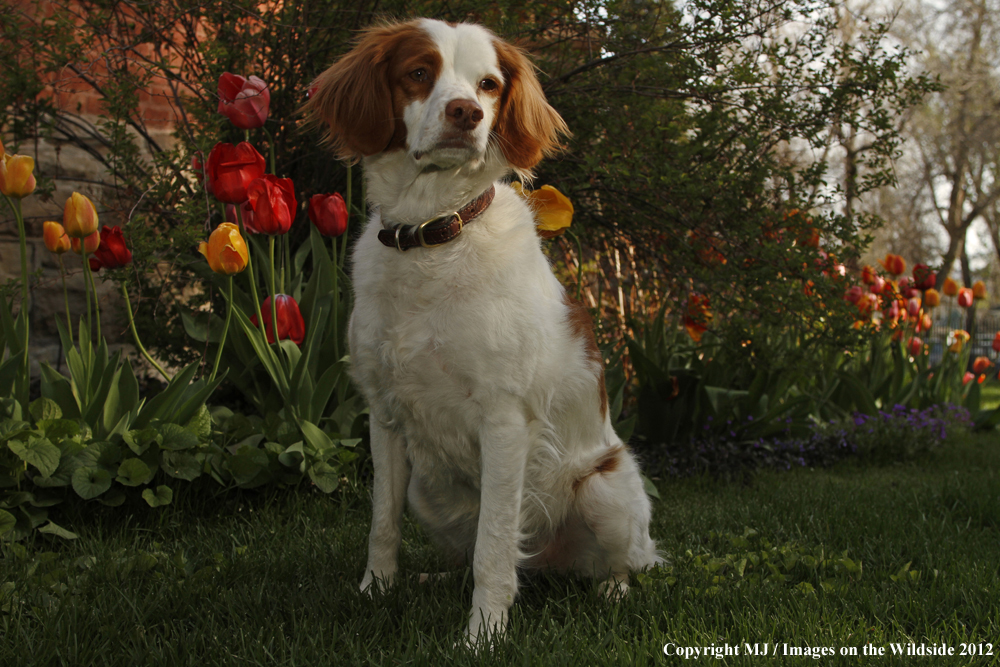 Brittany Spaniel in yard.