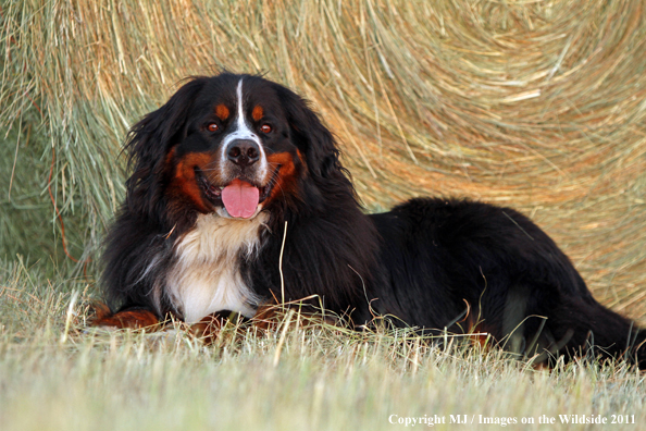 Bernese Mountain Dog. 