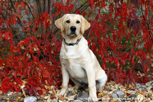 Yellow Labrador Retriever Puppy
