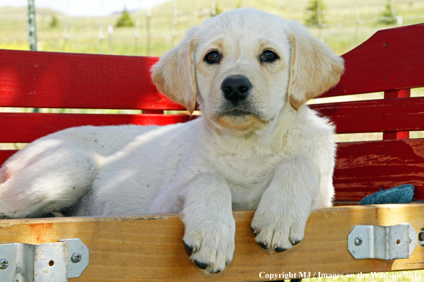 Yellow Labrador Retriever Puppy.