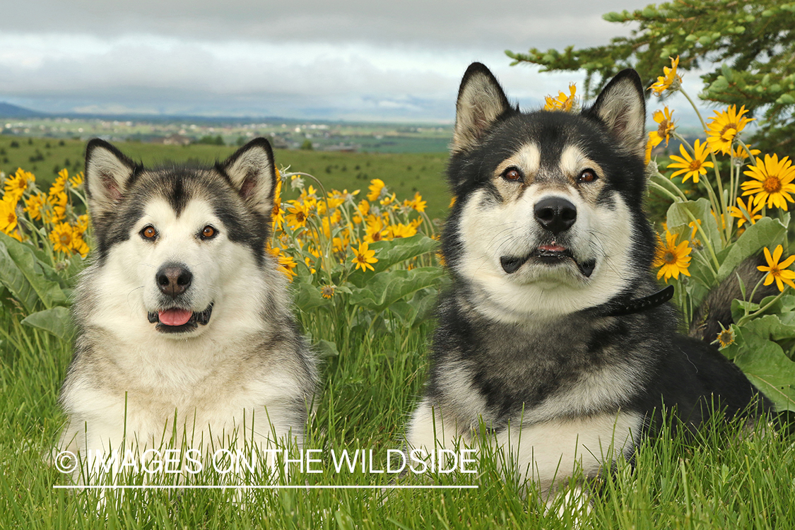 Alaskan Malamutes by flowers.