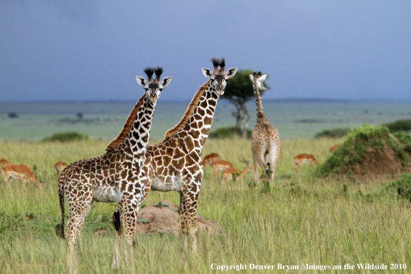 Masai Giraffe (young/babies)