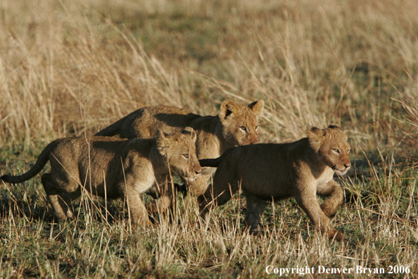 African lion cubs