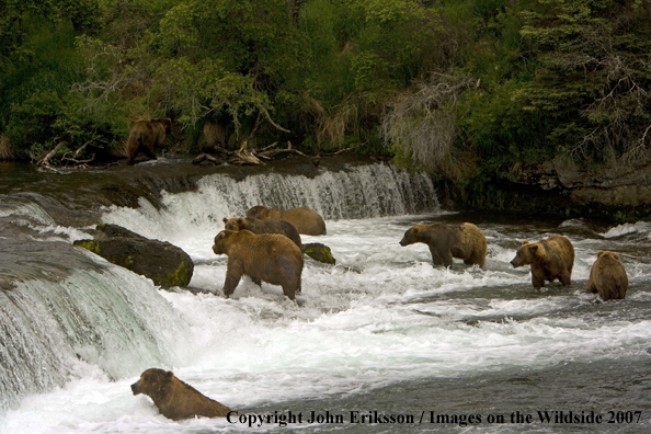 Brown bears fishing