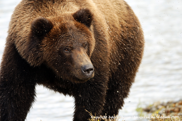 Brown Bear in habitat