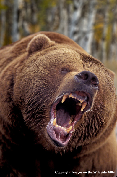 Growling Grizzly Bear