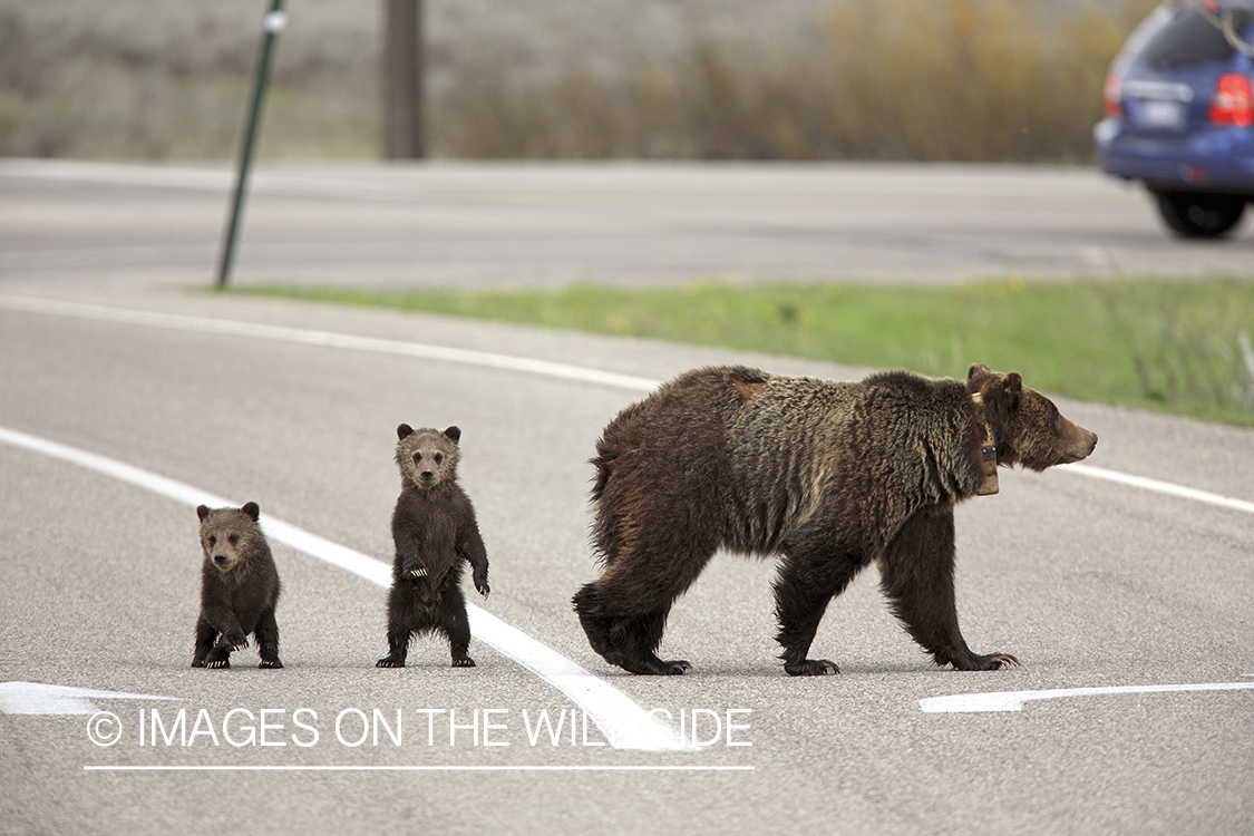 Grizzly bear sow and cubs crossing road.