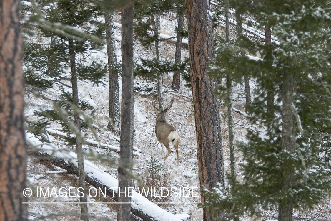 Mule deer buck in woods.