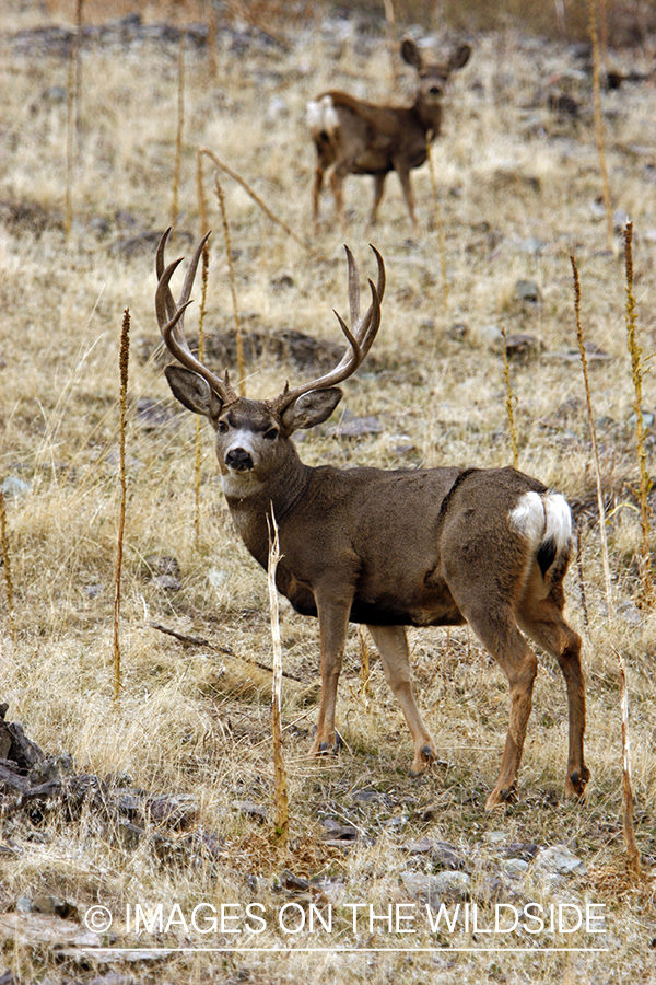 Mule deer 
