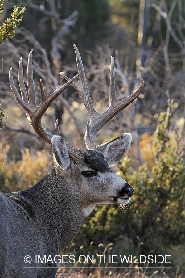 Mule deer buck in habitat.