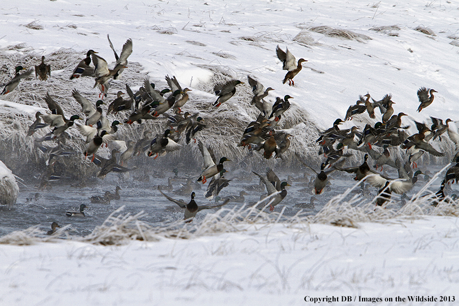Mallards taking flight.