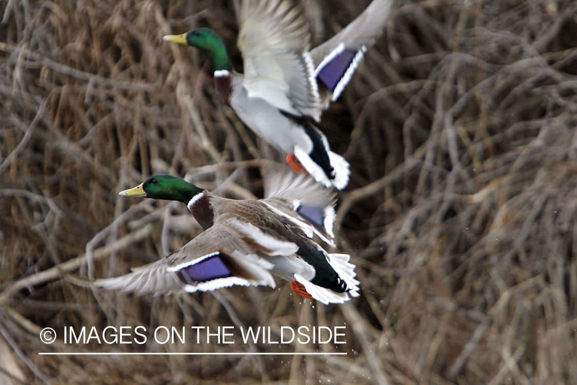 Mallard drakes in flight.
